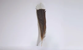 Chiếc lông chim huia vừa được bán với giá hơn 700 triệu đồng. (Ảnh: Webb’s Auction House) 