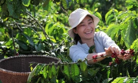 Tín hiệu vui cho người trồng cà phê