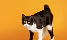 Nhật Bản: Báo động toàn thành phố vì một con mèo rơi vào thùng hóa chất