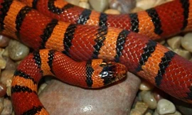 Trào lưu nuôi thú cưng 'độc' của teen Việt.