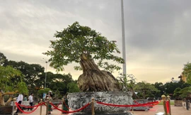 Du khách tò mò đi xem chậu bonsai bằng lăng độc lạ, xoay tròn