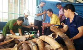 Ảnh minh họa một vụ bắt ngà voi của lực lượng Hải quan Việt Nam. Nguồn: Internet