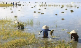 Ảnh minh họa. Nguồn: Internet