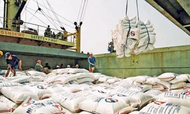 Xuất khẩu gạo - Ảnh: Báo Đấu thầu