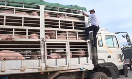 Hải quan Lao Bảo kiểm tra lợn giống nhập khẩu. Ảnh do Hải quan Quảng Trị cung cấp