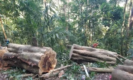 Vụ phá rừng tại xã Đak Song (huyện Kong Chro) vào tháng 4/2021