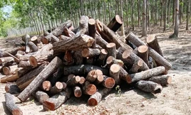 Gỗ dầu bị khai thác tại huyện Chư Prông