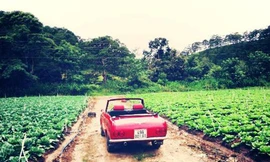 Bán rau Đà Lạt qua mạng