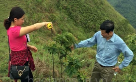 ‘Băng xanh cản lửa’ là gì mà có thể cản cháy rừng?