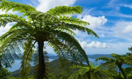 Cây độc chết người thành đặc sản ở Nhật