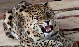 Báo hoang bị bắt sau 7 giờ rượt đuổi trong thành phố Ấn Độ