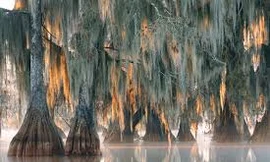 Phát hiện cây 2.624 năm tuổi siêu hiếm trên trái đất