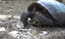 Loài rùa tái xuất sau hơn một thế kỷ vắng bóng trên Trái Đất