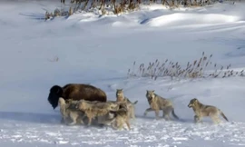 Cuộc đấu trí giữa bò rừng bison và bầy sói đói