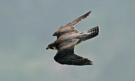 Kỹ năng săn mồi bậc thầy của loài vật nhanh nhất hành tinh