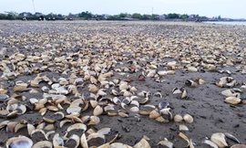 Hàng nghìn tấn ngao chết trắng tại Thanh Hóa