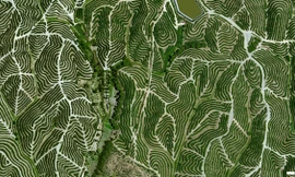 Sự thu hẹp rừng trong ba thập kỷ nhìn từ vệ tinh