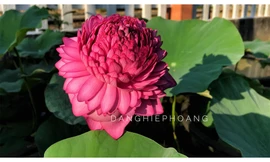 Bông sen khổng lồ cuống cao bằng người, lá rộng sải tay, hoa ngàn cánh