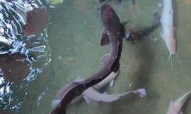 Cận cảnh đàn cá trê đen mỗi con dài cả mét trong chùa Ngọc Hoàng