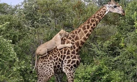 Video: Bị sư tử hung dữ nhảy lên lưng, hươu cao cổ dũng cảm trụ vững