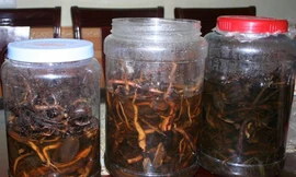 1 người chết, 1 nguy kịch do uống rượu ngâm cây thuốc phiện