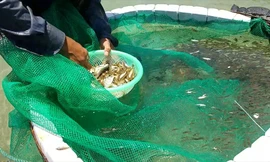 Ngư dân giăng lưới bắt cá kình con thu hơn 10 triệu một ngày