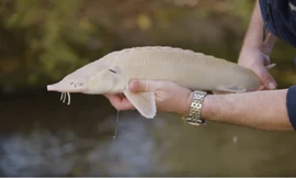 Trứng cá tầm bạch tạng đắt nhất thế giới