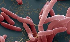 Đường lây nhiễm chính của vi khuẩn 'ăn thịt người' và cách phòng tránh