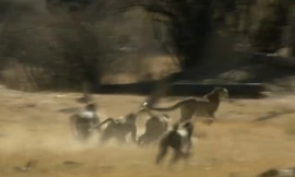 Báo săn chạy thục mạng vì xâm phạm lãnh thổ khỉ đầu chó