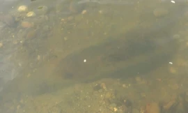 Quả bom 1,2 m dưới lòng suối ở Điện Biên