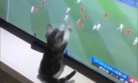 CĐV dành được sự yêu mến nhất hành tinh tại Asian Cup 2019