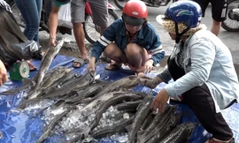 Đổ xô mua cá tầm giá rẻ trên vỉa hè Sài Gòn