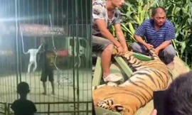 Hổ trốn khỏi lồng khi đang biểu diễn xiếc