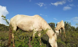 Đàn ngựa bạch trị giá 2 tỷ đồng