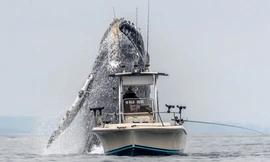 Clip: Cá voi khổng lồ tung mình lên cao, suýt rơi trúng thuyền ngư dân