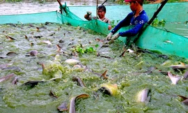 Nuôi 100 tấn cá tra bằng mì tôm, lòng gà lãi gần tỷ đồng mỗi năm