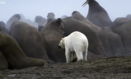 Cái kết nào cho chú gấu bắc cực một mình tấn công đàn Hải Mã