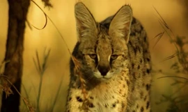 Linh miêu đồng cỏ phi thân vồ gọn gà sao