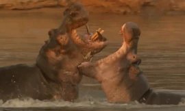 Hà mã kịch chiến dưới sông để giành quyền thống trị