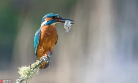 Vũ khí săn mồi của chim bói cá