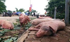 Ăn thịt lợn mắc dịch tả châu Phi nguy hiểm thế nào?