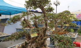 Cây đỗ quyên 400 năm tuổi trả 1 tỷ đồng không bán ở Lào Cai