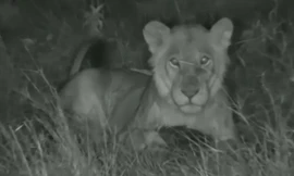 Video: Bị sư tử tấn công, tê tê cuộn tròn nằm im khiến kẻ thù bất lực