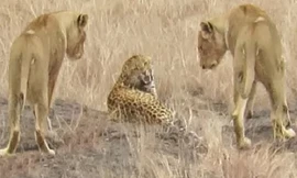 Giả đầu hàng, báo hoa mai trốn thoát ngoạn mục khỏi đàn sư tử