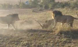 Cuộc chiến khốc liệt tranh giành lãnh thổ của 3 con sư tử