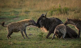 Linh cẩu đoạt mạng linh dương đầu bò nhanh như chớp