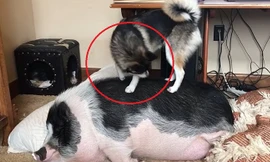 Clip: Chó cố đánh thức lợn để 'bàn giao nhiệm kỳ'