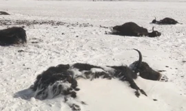 Hàng chục nghìn gia súc chết cóng trong bão tuyết ở Trung Quốc