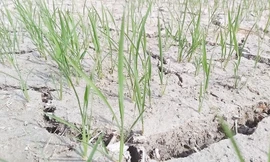 2.200 ha lúa ở Nghệ An sắp chết khô do nắng hạn
