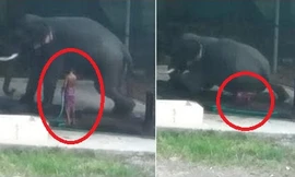 Trượt ngã khi cầm gậy đánh voi, người đàn ông bị đè chết thảm